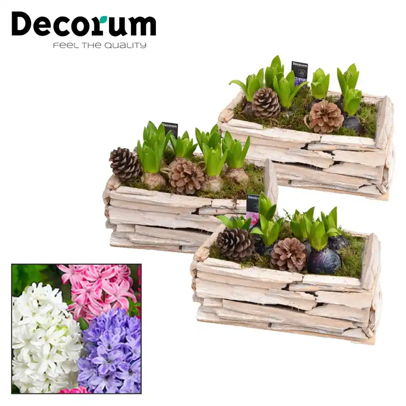 Composizione di giacinti in contenitore di legno vaso Ø ca. 29 cm Hyacinthus Premium