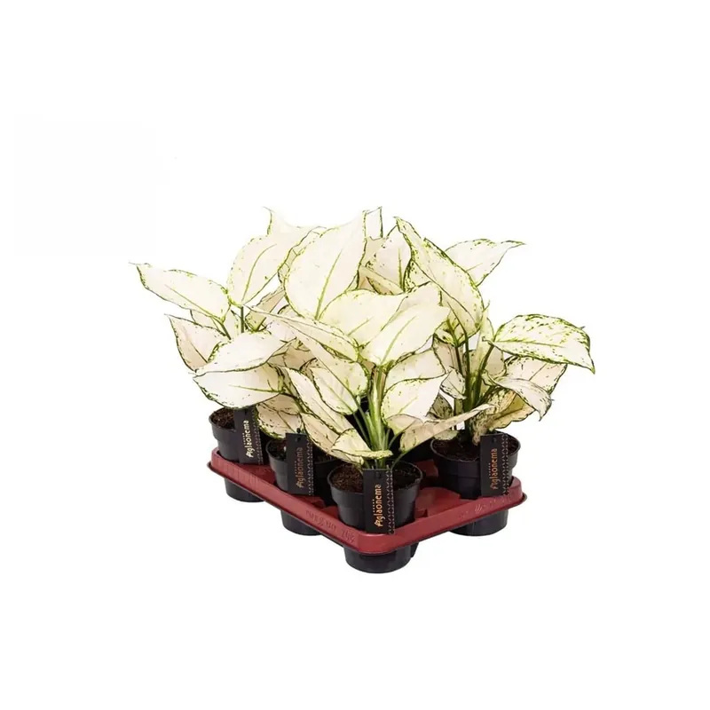 Aglaonema White Joy vaso 12 cm Koop Online