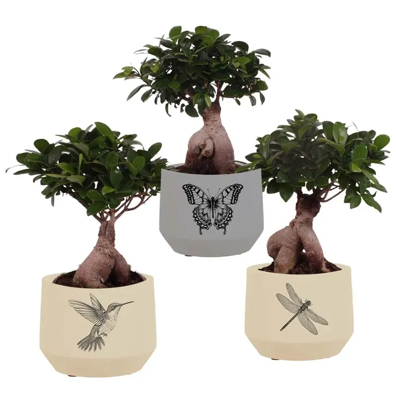 Rechtstreeks Van De Fabrikant Ficus M.Ginseng Vaso 19 cm