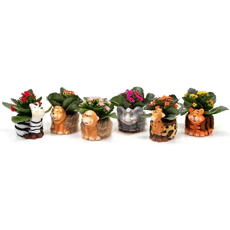 Kalanchoe Animale vaso 6 cm Beperkt Aanbod