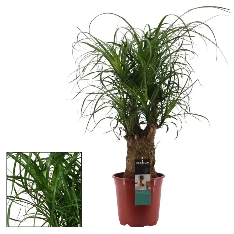 Beaucarne Aramificato Vaso 21 cm Betrouwbaar