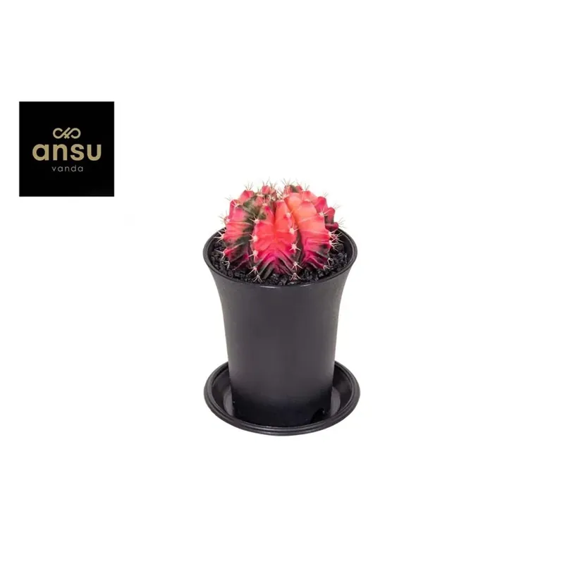 Uitverkoop Gymnocalycium Variegata In Vaso 7,5 cm