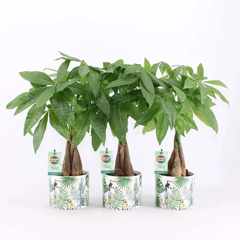 Beste Prijs Pachira Acquatica Vaso Ø 14 cm