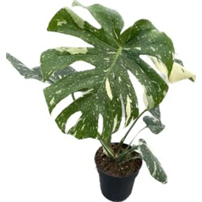 Nieuw Monstera Thaï Constellation Vaso 17 cm