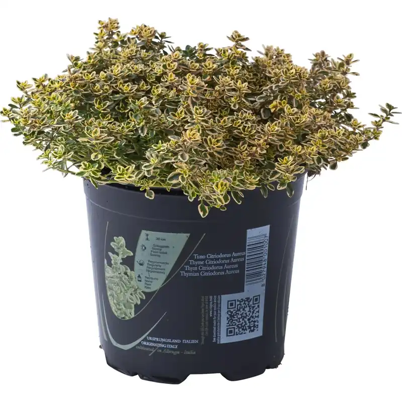 Snelle Levering Pianta di Timo Citriodora aurea 14 cm