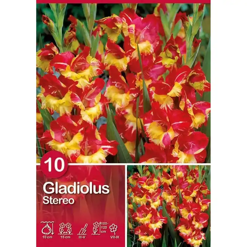 Gladiolo "Stereo" Voordeelprijs