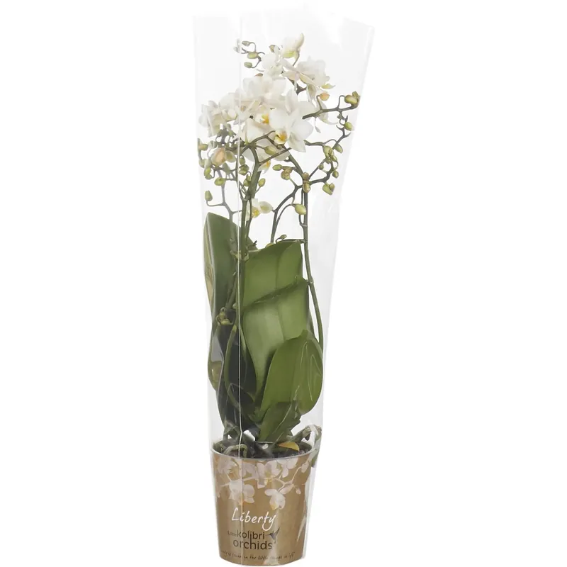 Lage Prijs Phalaenopsis Littele Liberty 4 rami vaso Ø 9 cm