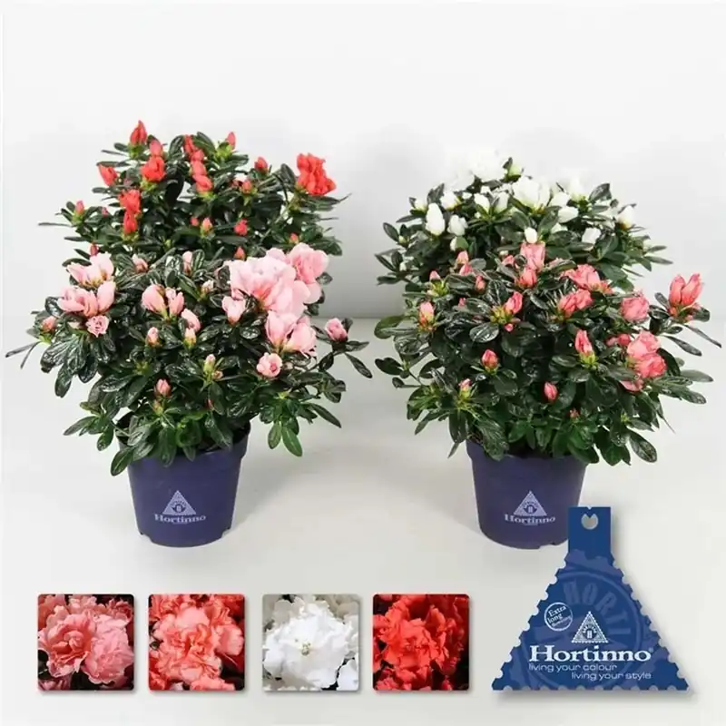 Azalea Christine vaso 14 cm Goedkoop