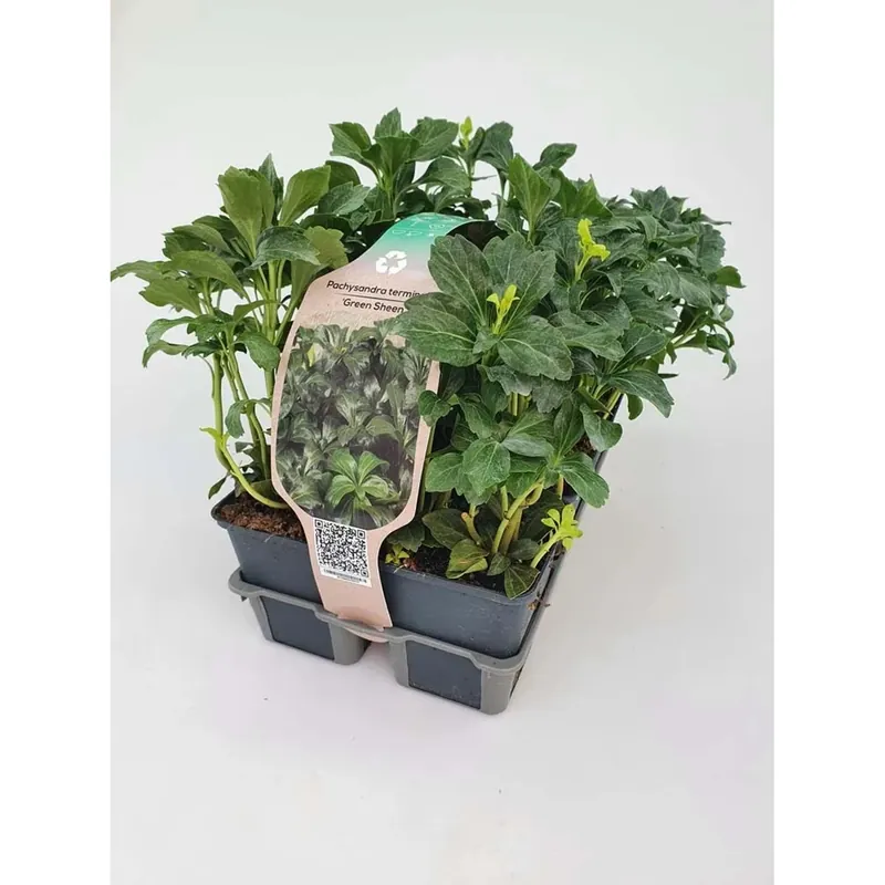 Beperkt Aanbod Pachysandra Term Gr. Sheen vaso 9 cm