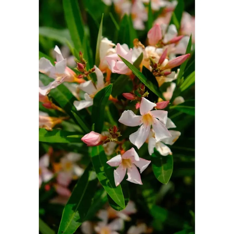Nerium oleander - Oleandro Laatste Versie