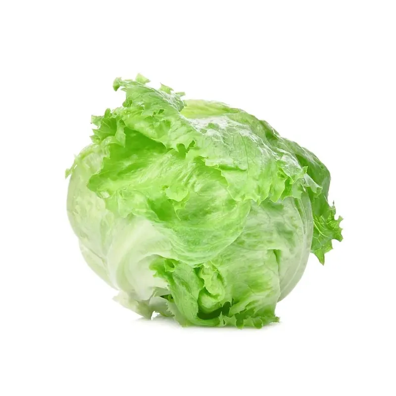 Laatste Versie Lattuga Iceberg