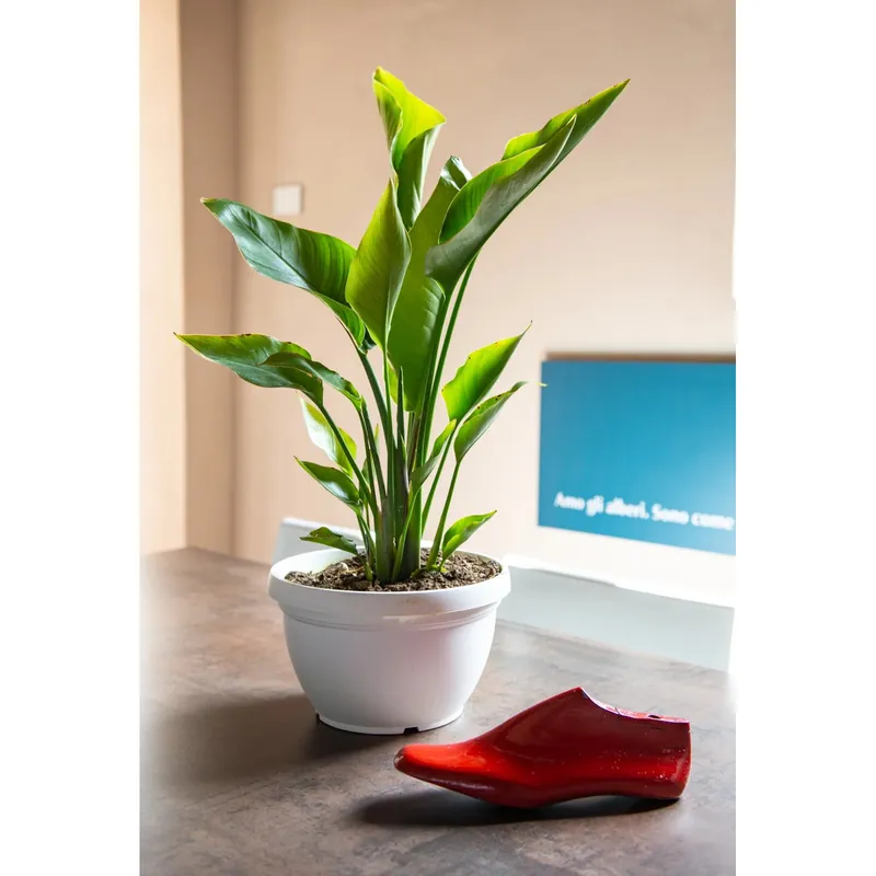 Strelitzia nicolai Exclusieve Aanbieding