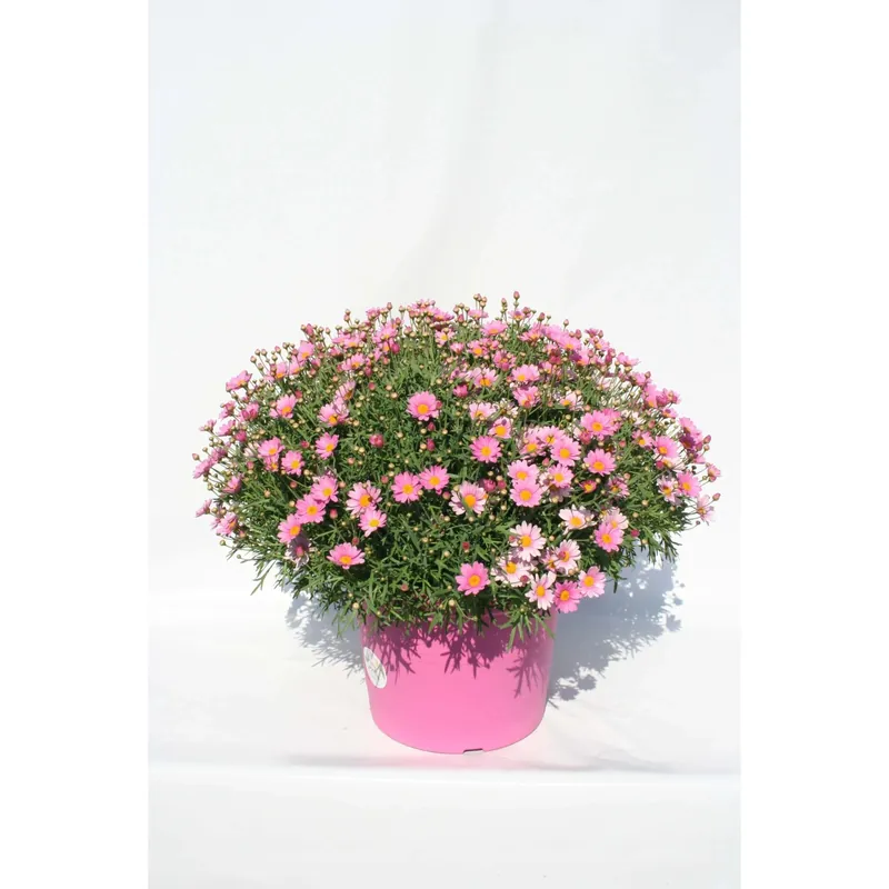 Laatste Versie Margherita rosa vaso ø 14 cm