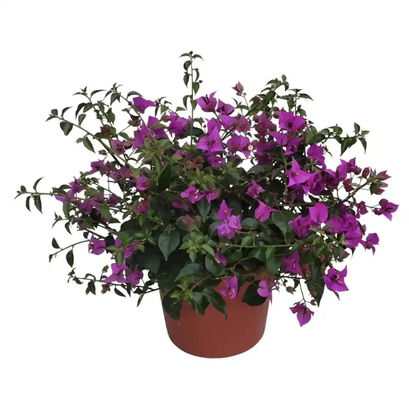 Bouganville cespuglio ø 30 cm Premium