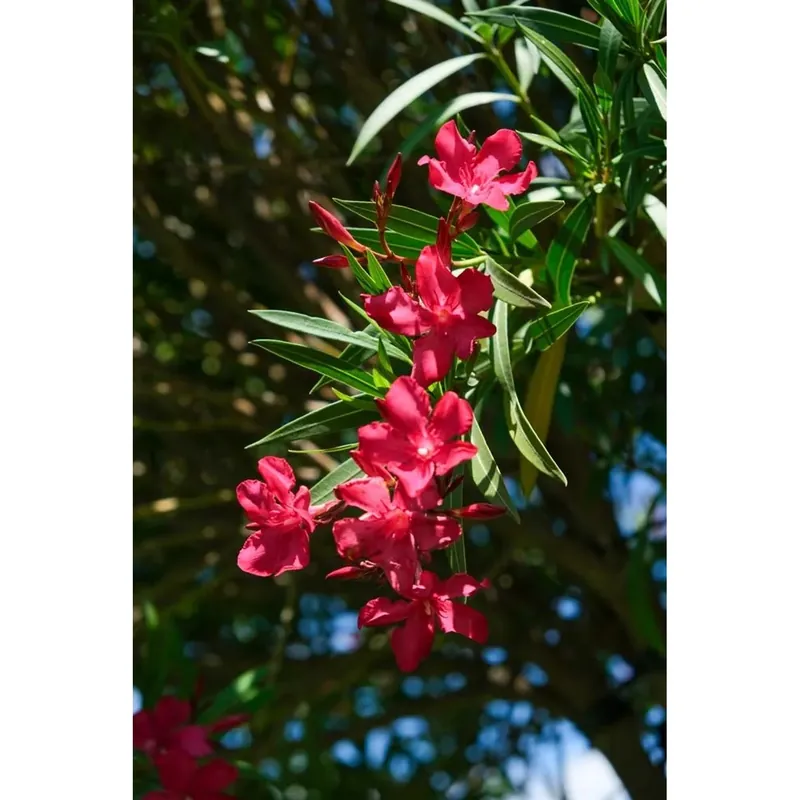 Nerium oleander - Oleandro Gratis Retour