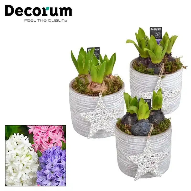 Bestseller Composiz Giacinti Vaso 12 cm