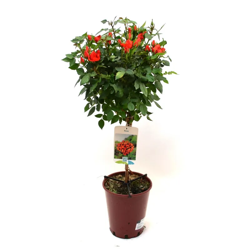 Rosa ad alberello vaso Ø 15 cm H 50 cm Bestseller