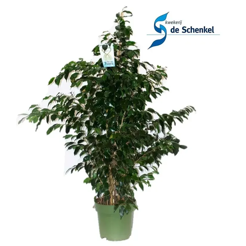 Koopje Ficus Benjamin Danielle vaso 27 cm
