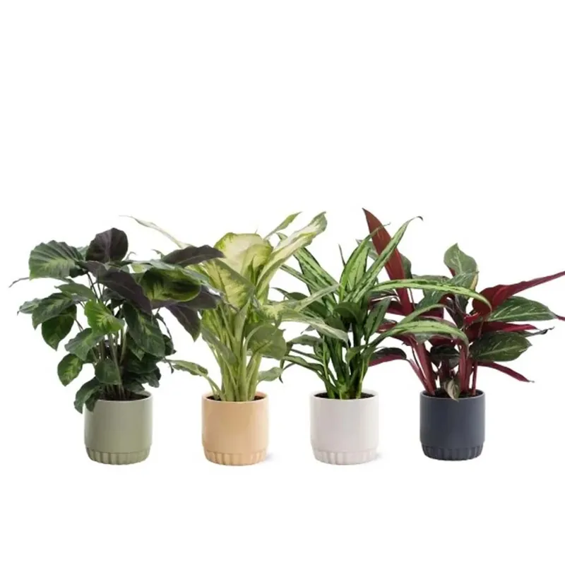 Hoge Kwaliteit Miscela Verde vaso 13 cm
