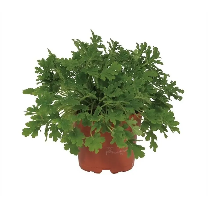 Pelargonium Citrosa vaso 12 cm Gratis Retour