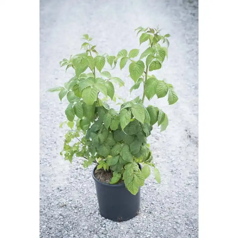 Superprijs Rubus idaeus - Lampone