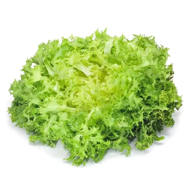 Goedkoop Invidia a foglia riccia
