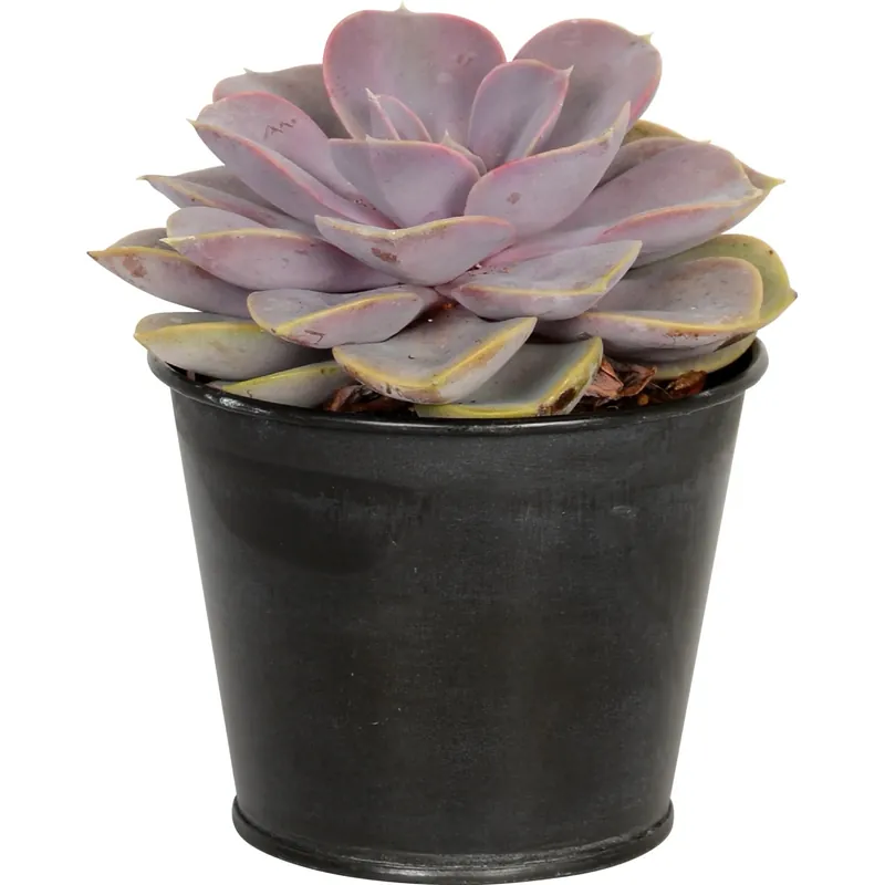 Piante grasse vaso di zinco Ø 9 cm Populair