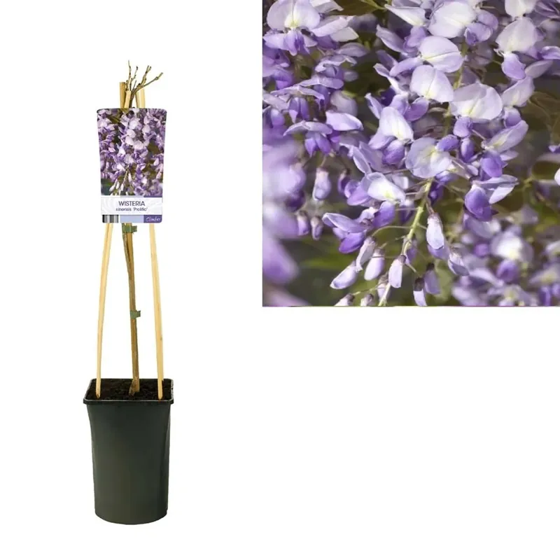 Beste Prijs Wisteriasinensisprolific Vaso 17 cm
