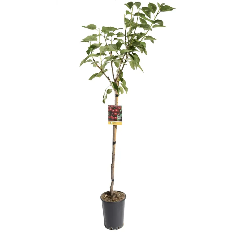 Gratis Retour Albero da frutto Ciliegio vaso 6 l