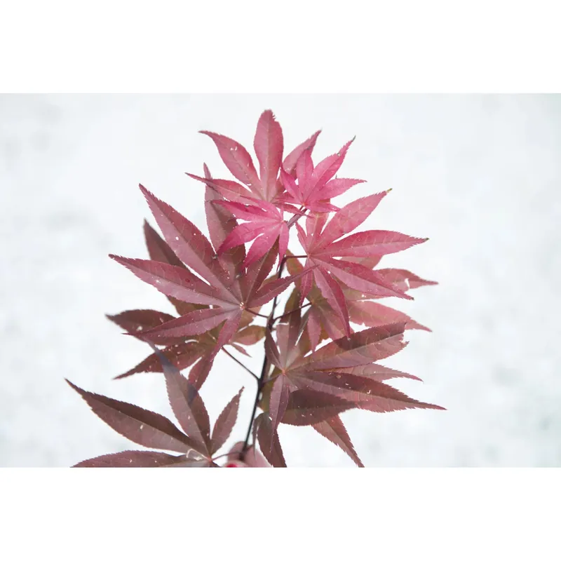 Acero palmato Skeeters Broom bonsai 30/40 cm Premium
