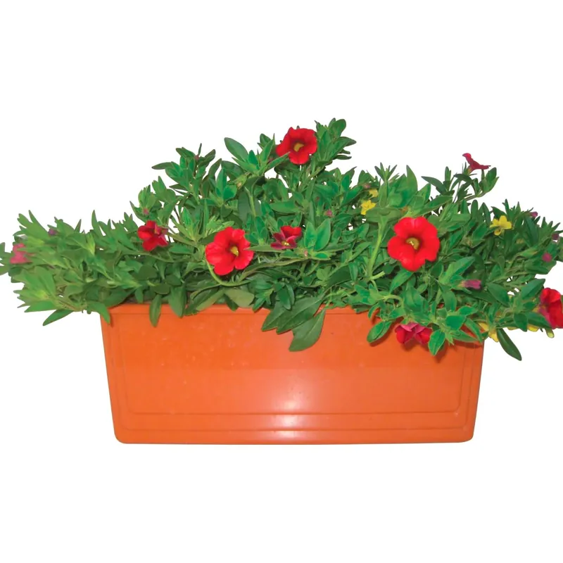 Calibrachoa millecolori vaschetta 40 cm Populair