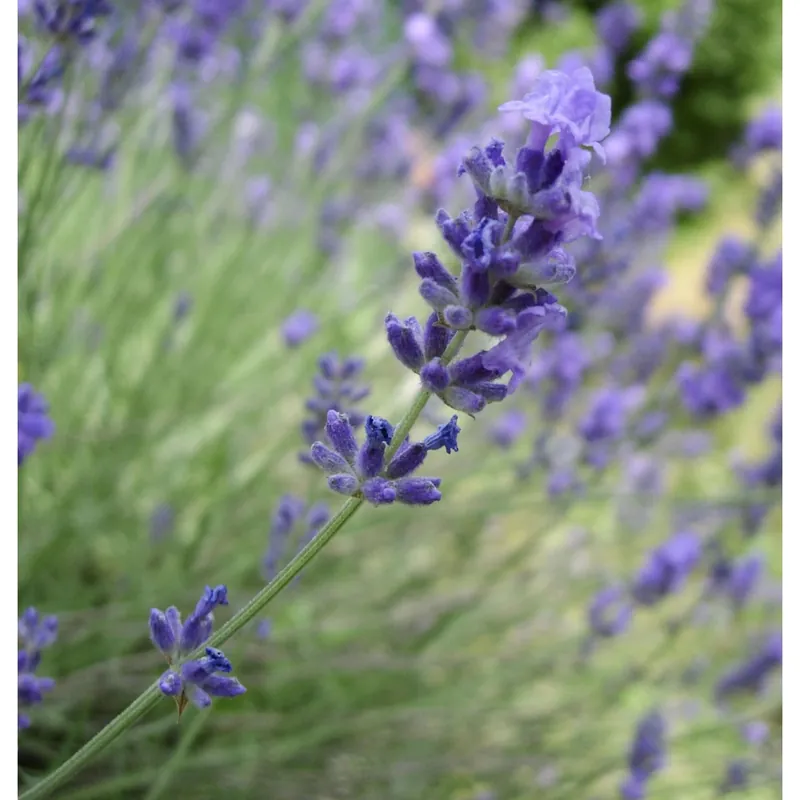 Lavandula angustifolia vaso lt 10 Voordeelprijs