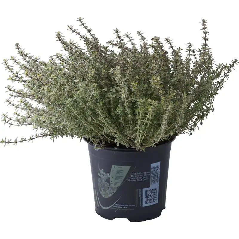 Fabrieksprijs Pianta di Timo Silver Queen Ø 14 cm
