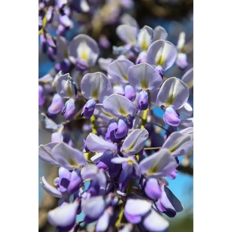 Voordeelprijs Wisteria in varietà - Glicine