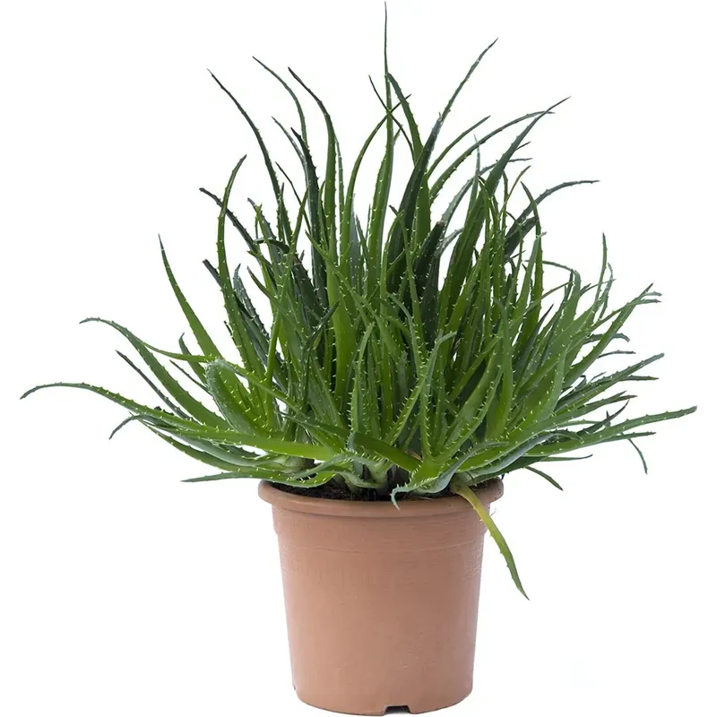 Actieprijs Aloe