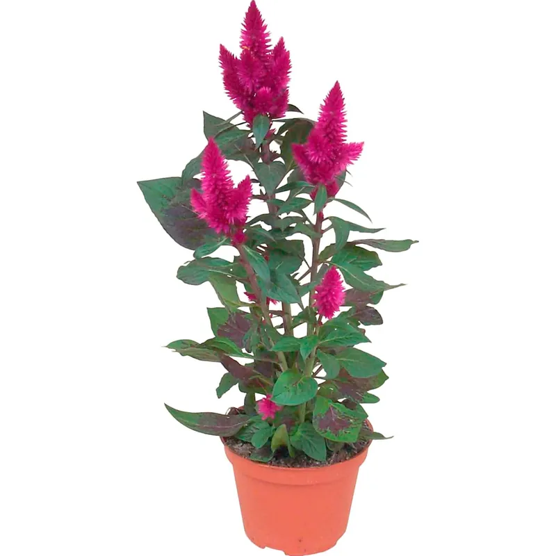 Celosia venezuelana 3 fiori Beste Prijs