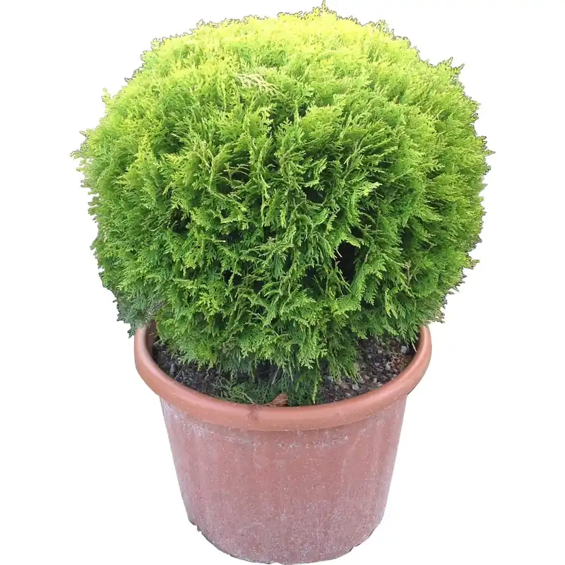 Tuia dorata palla 40-50 cm Must-Have
