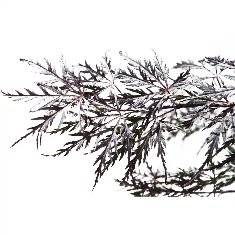 Laatste Versie Acero palmato dissectum Garnet ramificato h 80/100 cm