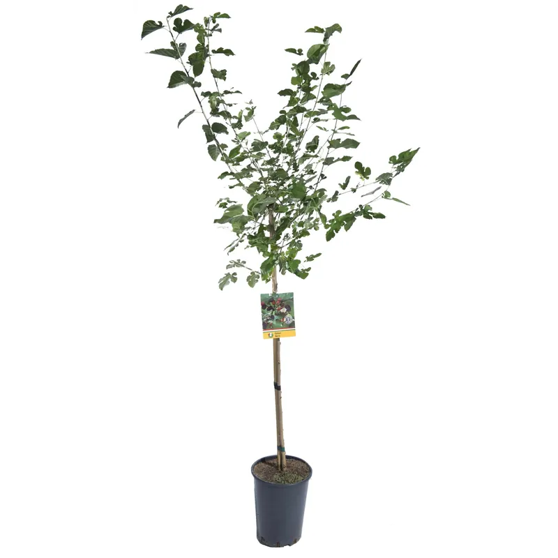 Aanbieding Albero da frutto Gelso vaso 6 l