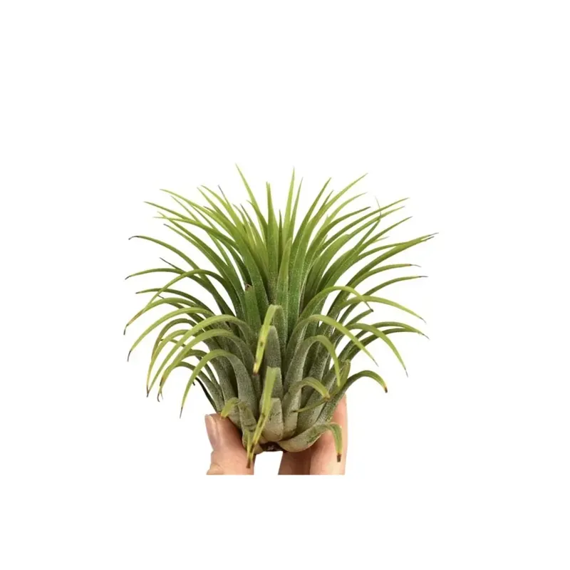 Snelle Levering Tillandsia assortite Grandi vaso 1 cm