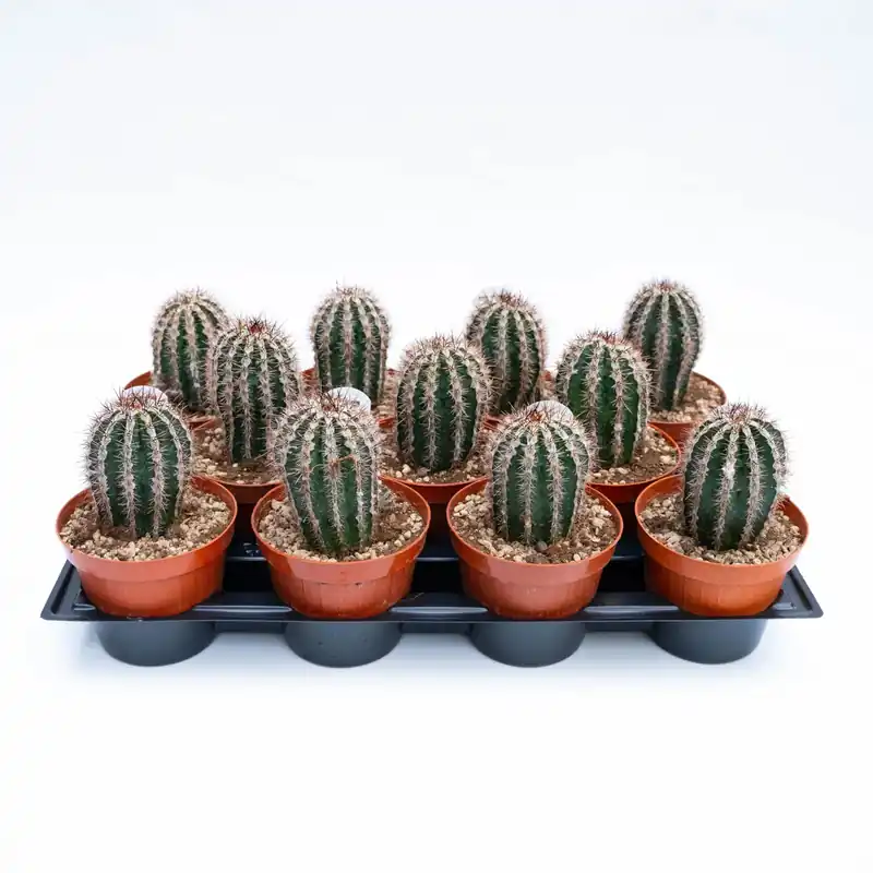Echinopsis Haku-jo Maru cactus da fiore in vaso 12 cm Korting
