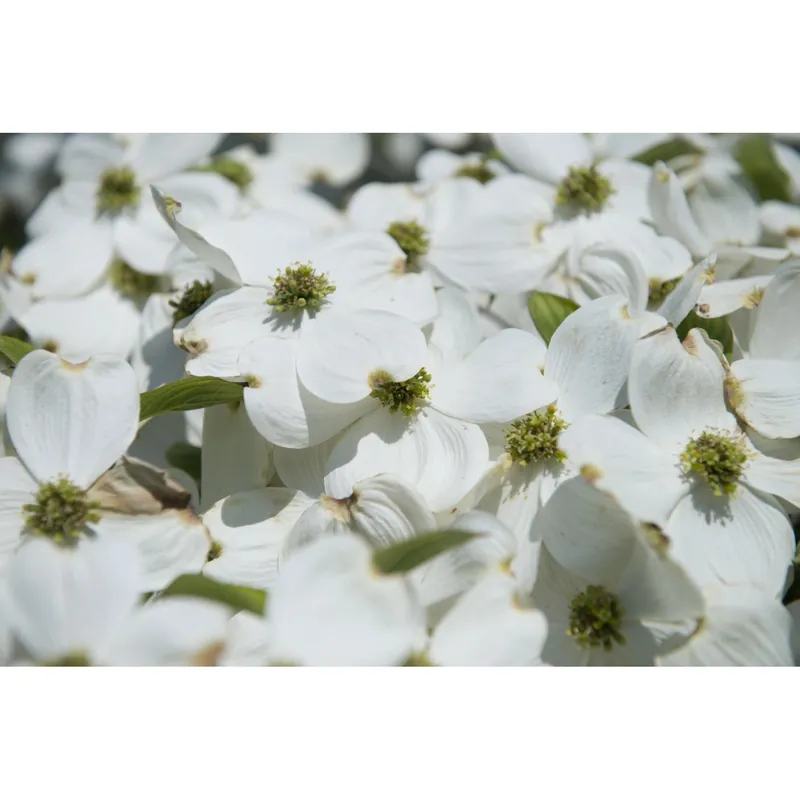 Direct Beschikbaar Cornus florida cespuglio h 100/125 cm