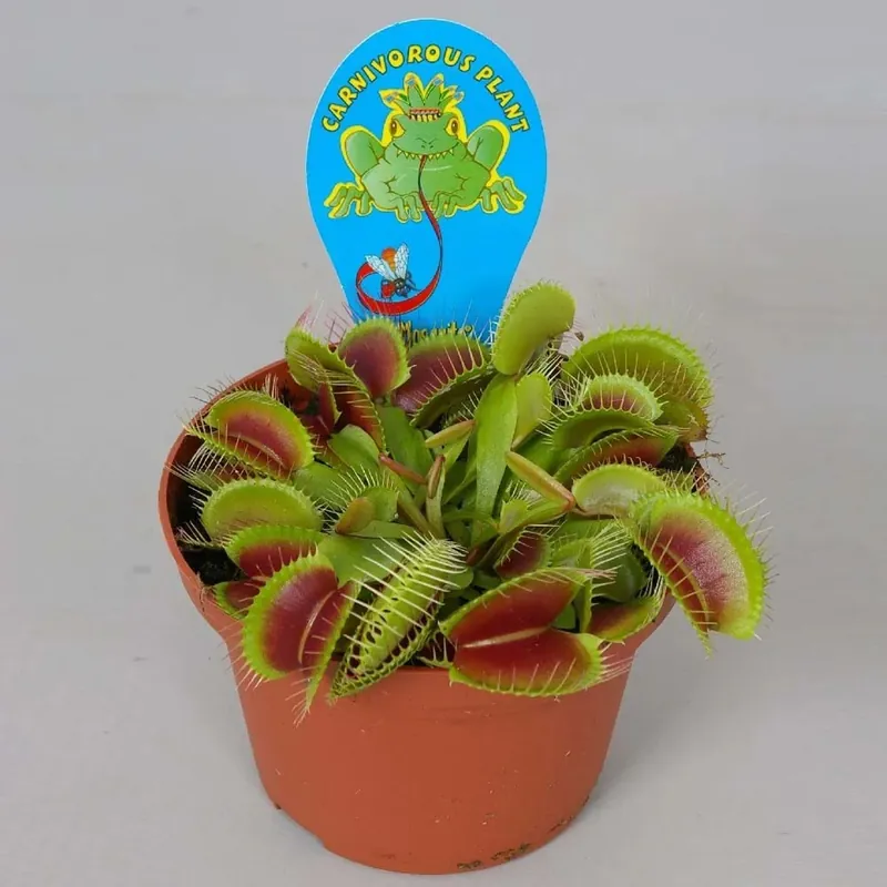 Beperkt Aanbod Dionaea Muscipula vaso 12 cm