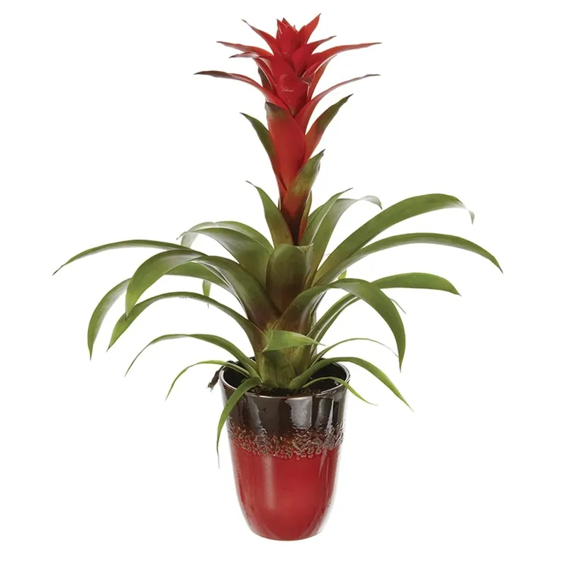 Gecertificeerd Bromelia decorativa vaso ceramica Ø 13 cm