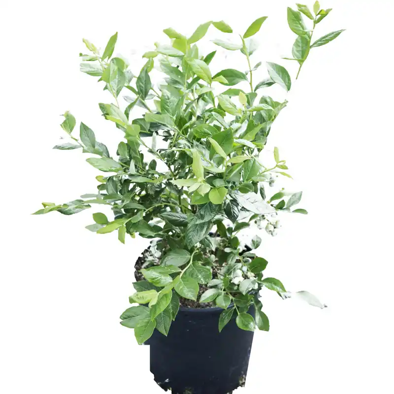 Vaccinium corymbosum cespuglio h 60/80 cm Direct Beschikbaar
