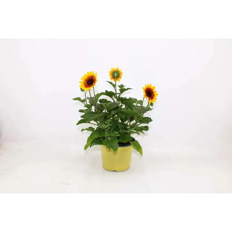 Helianthus Annus Sunbelievable vaso 17 cm Korting