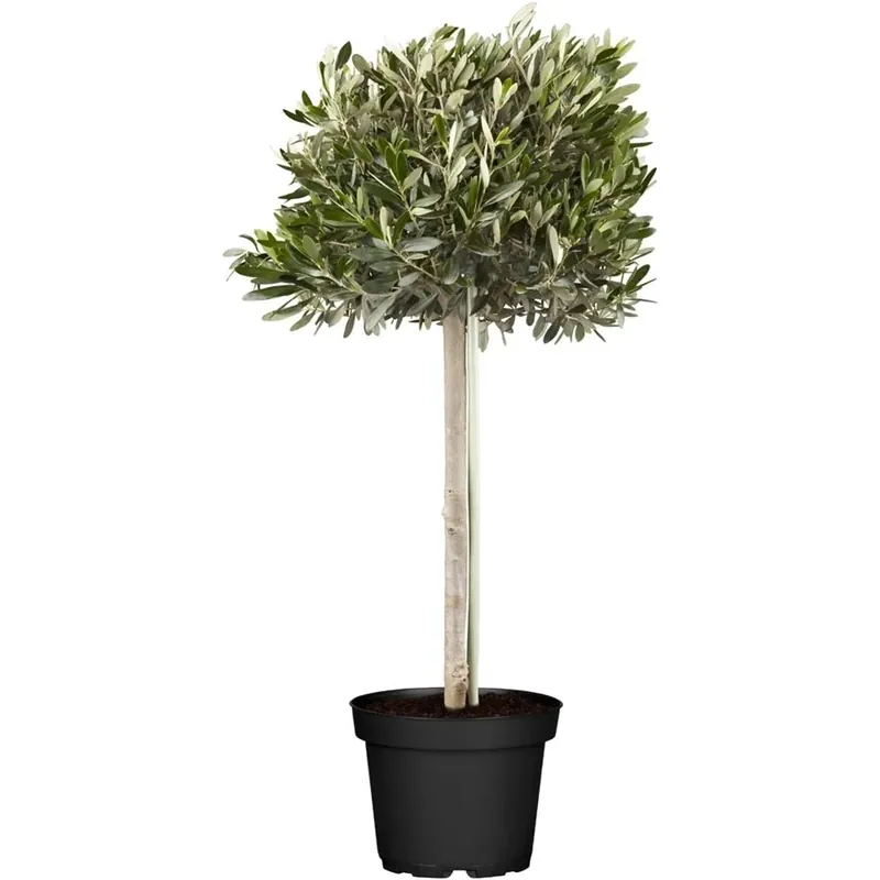 Lage Prijs Olea Europaea Mezzofusto vaso 35 cm
