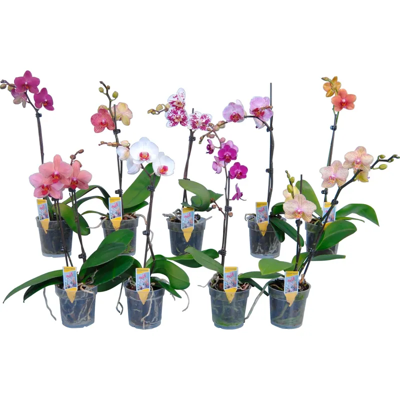 Weekendaanbieding Orchidea Phalaenopsis 1 ramo vaso 12 cm