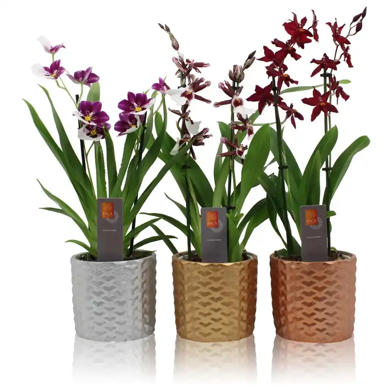 Orchidea in vaso di ceramica H 40-55 cm vaso-Ø ca. 12 cm Goedkoop