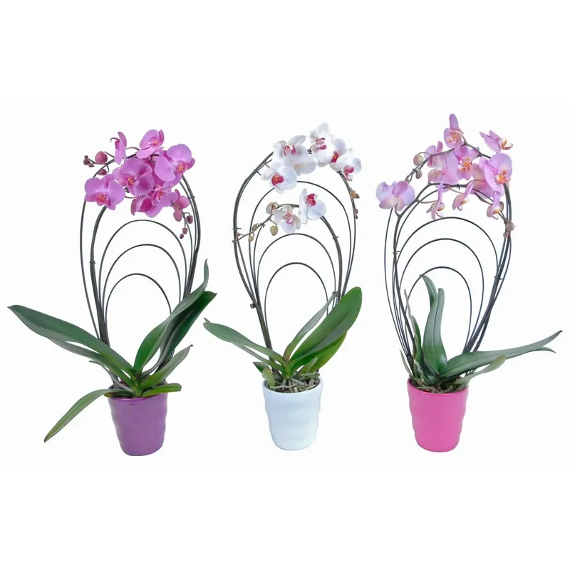 Orchidea farfalla "Rainbow" 2 steli in vaso di ceramica Premium